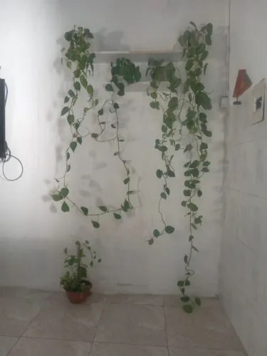 5 plantas + 2 prateleiras