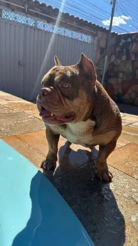 Filhote cachorro American Bully 