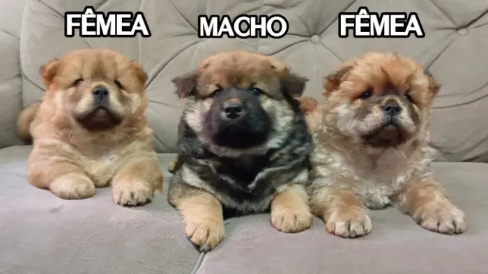 FILHOTES DE CHOW CHOW PRIMITIVOS - RAÇA PURA