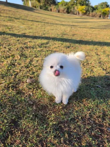 Spitz alemão anão Fêmea