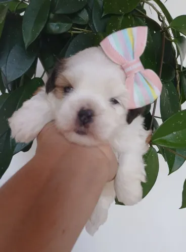 Fêmea lhasa apso