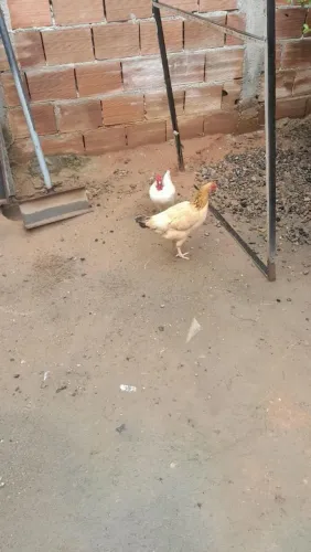 Galo galinha nova + 12 pintos