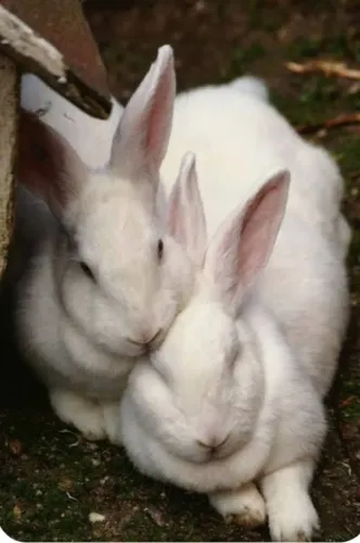 Doação de casal de Coelho