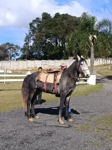 Tordilho negro 