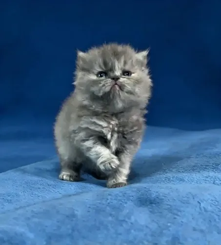 Filhote de gato persa fêmea