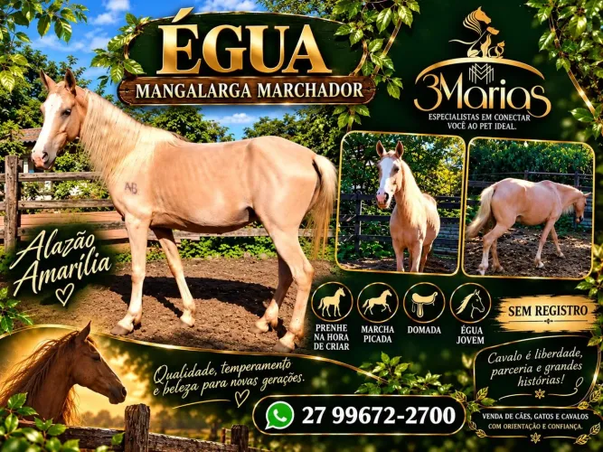 Cavalos de qualidade com e sem registro. Aceito cartão e pix
