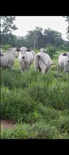 Novilhas nelores media 12ms