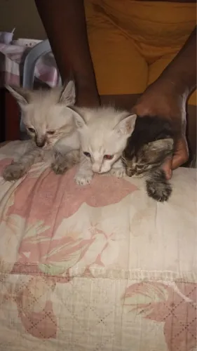 Gatinhos filhotes pra adoção responsável 