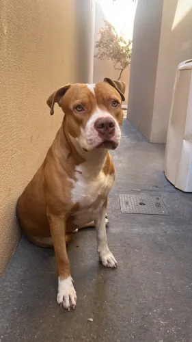 Cachorro