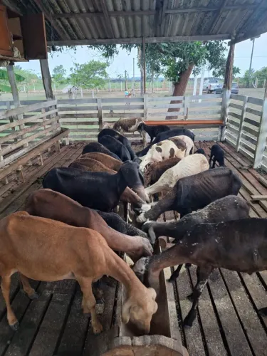 Vendo ovelhas