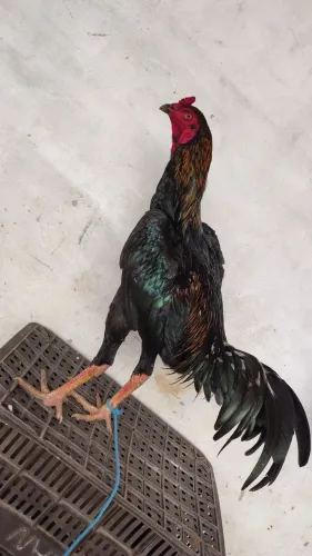 Vendo frango carioca
