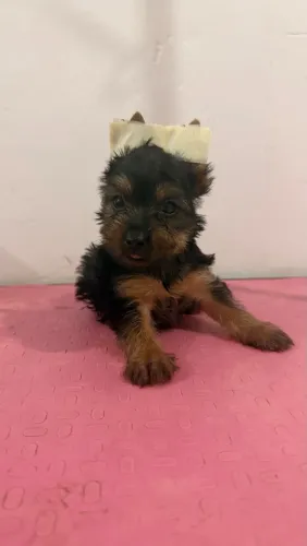 Yorkshire terrier 