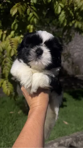 Shihtzu- a espera de um lar com carinho e dedicação