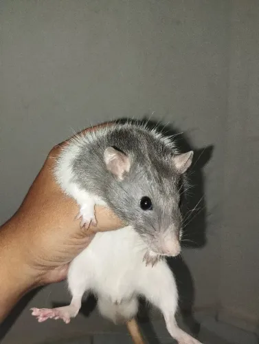  Ratos Twister  - 2 Machos, 1 Fêmea e 5 Filhotes 