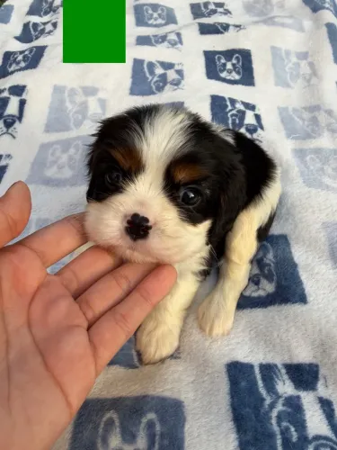 Cavalier King Charles Spaniel macho tricolor