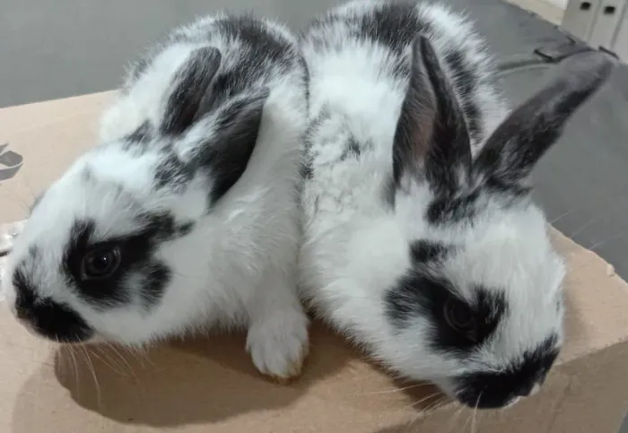 Coelhos 