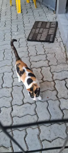 Gatinha Castrada para adoção
