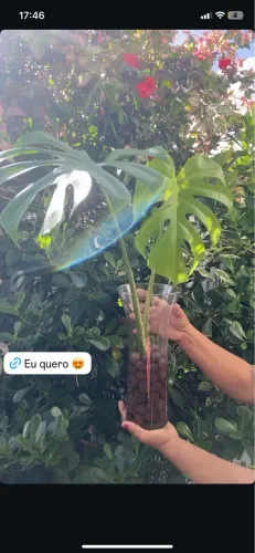 Costela de Adão