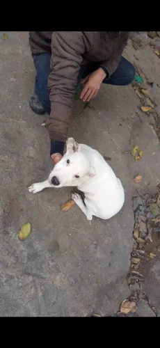 Dog argentino filhote fêmea