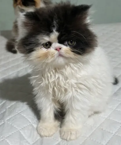 Gato persa