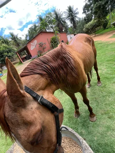 Égua Quarto de Milha