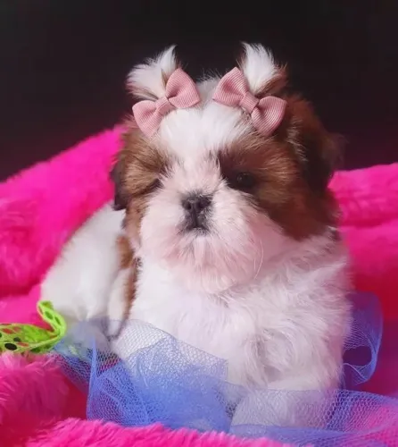 Shitzu fêmea micro 