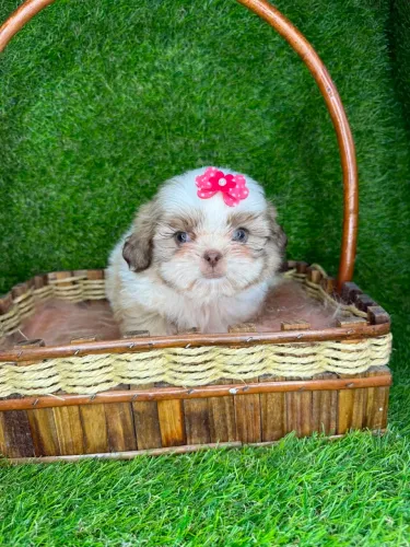 Shihtzu fêmea