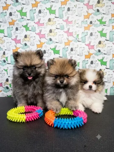 Filhotes de lulu da pomerania
