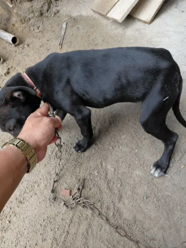 Doa-se filhote de cachorra femea