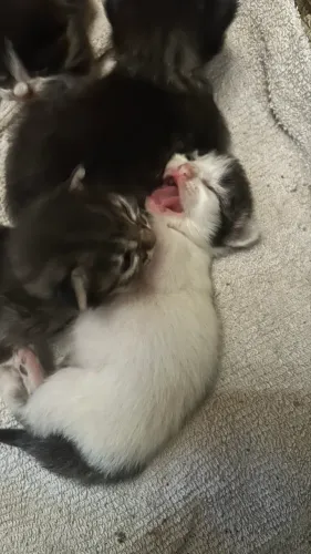 Gatinhos para Adoção Responsável 