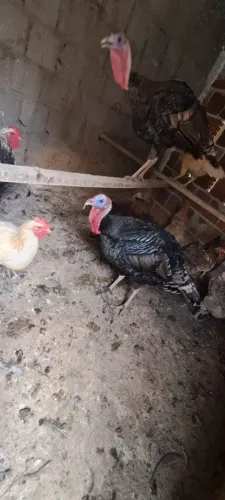 Peru