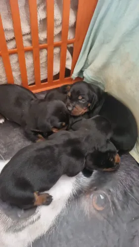 Dachshund/cofap/teckel/salsicha