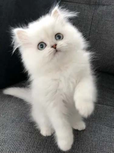 Filhotes de Gato Persa Disponíveis 