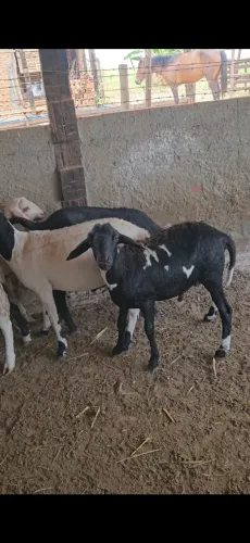 Carneiro,cordeiro 