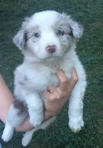  Border Collie cores e informações, ligue ou chame no what's  *