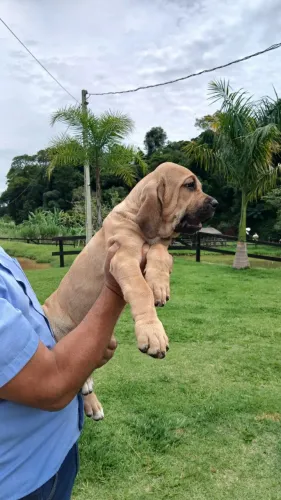 Filhotes de fila brasileiro 