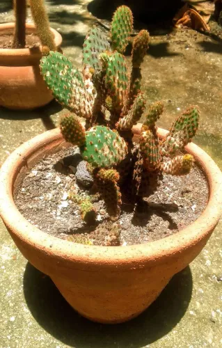 Planta - Opuntia microdasys (Cacto-Orelha-de-Coelho)