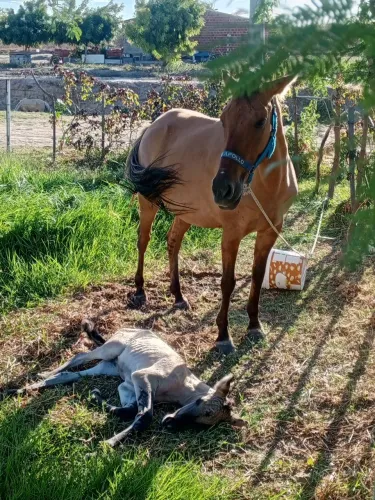 Égua mansa de sela e outra meio sangue quarto de milha com 2 dias de vida 