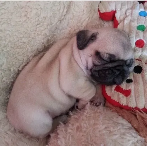 Filhote de Pug para ser seu melhor amigo