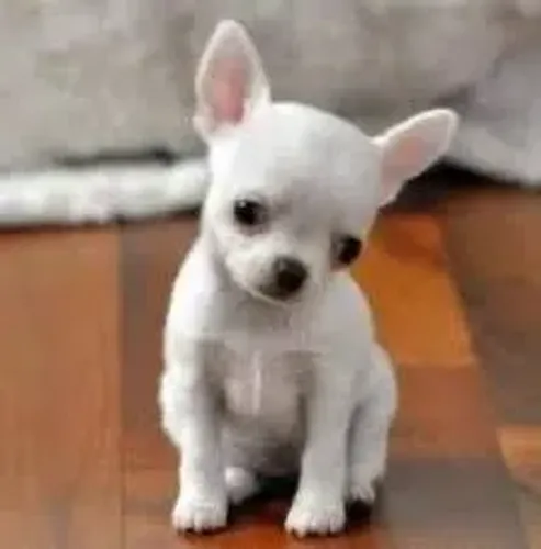 Chihuahua Filhote - Pequeno e Valente