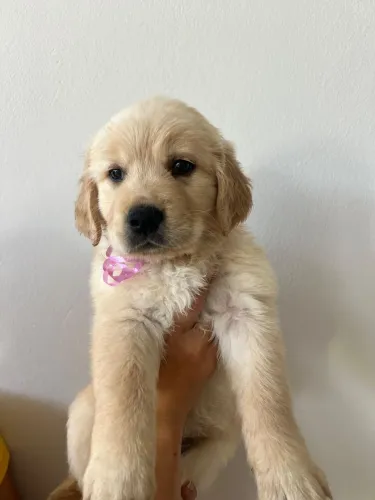 Golden retriever fofinho 