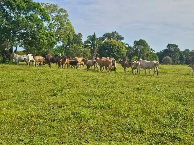 Fazenda 1.500 x 2.000 Autazes 1.103.000