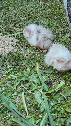 Casal Porquinhos da Índia 