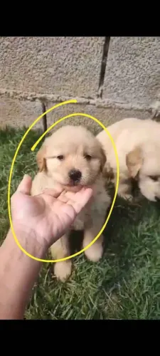 Filhote Golden Retriever, Patinhas Pequenas, Amor Gigante!