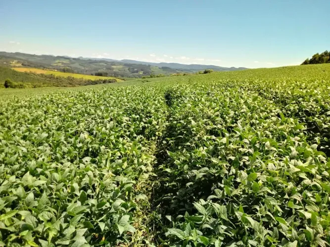 area de 55 alqueires com 38 de lavoura