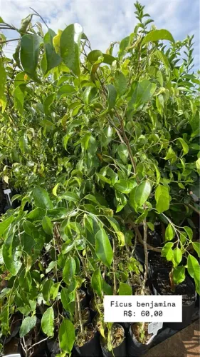 Mudas de Ficus Benjamina 