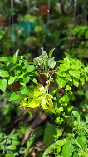 Kit de Plantas jiboias ?unidades, de plantas pendentes - Jardim vertical