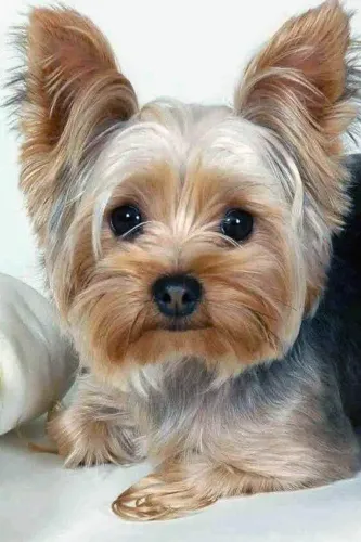 Filhotes de Yorkshire Terrier perfeitas