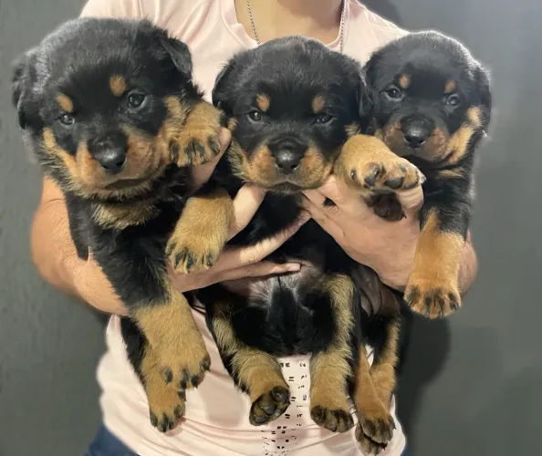 Rottweiler