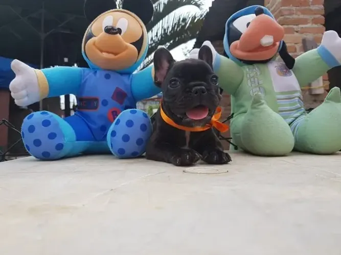 Bulldog Frances Entregamos em todo o Brasil, temos todas as raças.